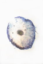 Load image into Gallery viewer, Stem Cells