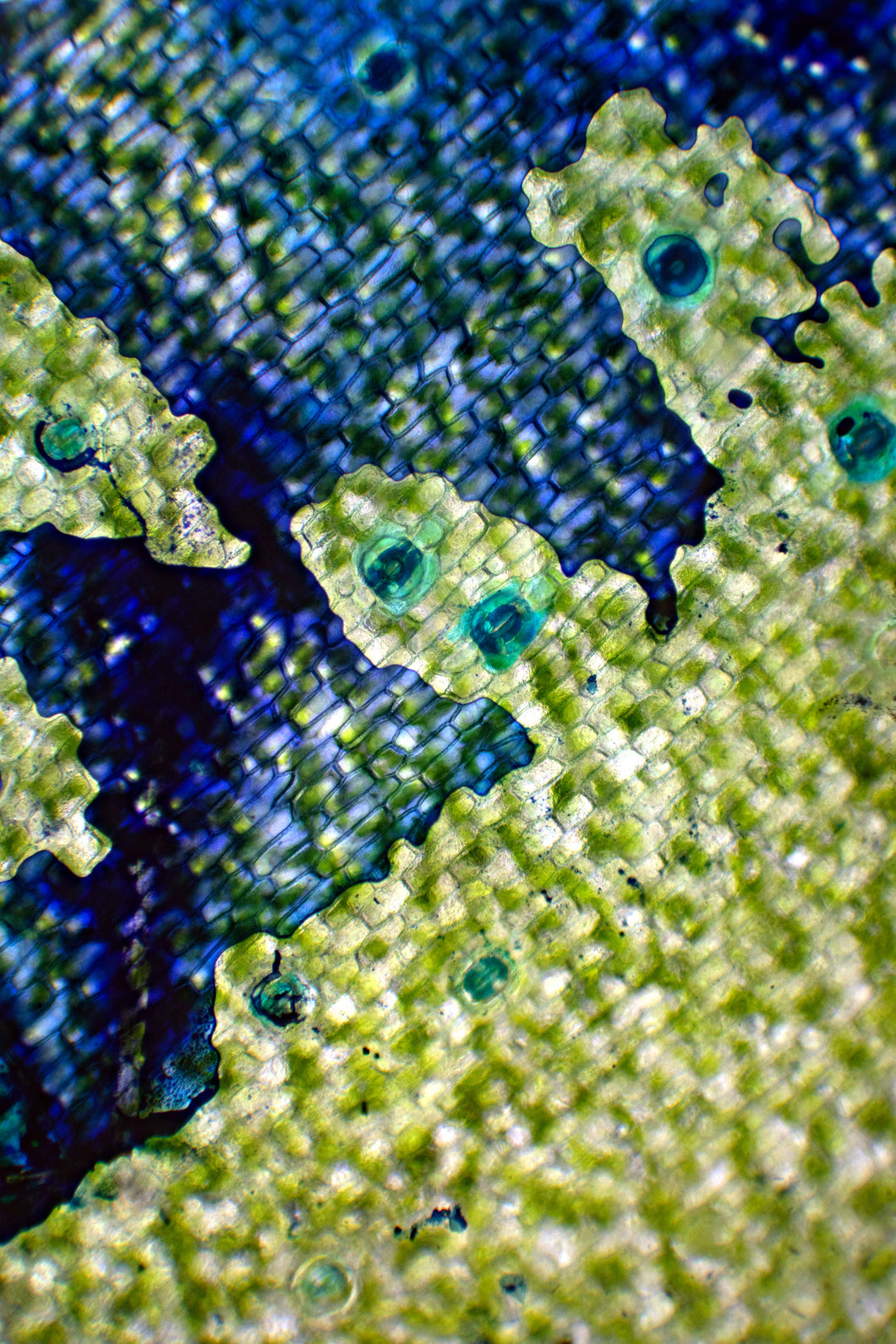 Epidermal Topography