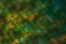 Load image into Gallery viewer, Epidermal Patterning
