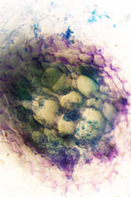 Load image into Gallery viewer, Stem Cells II
